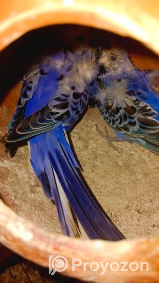 জাপানিজ বাজিগার