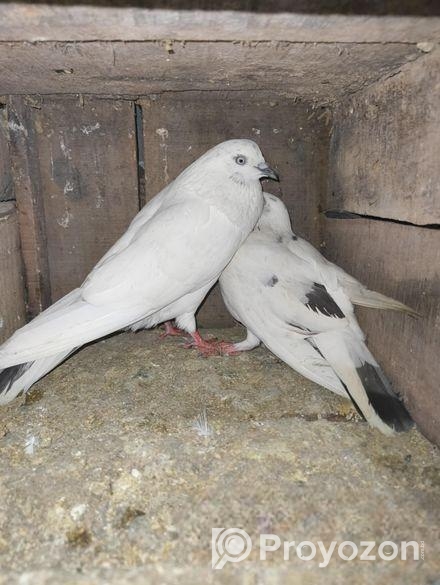 কিছু পোষা কবুতর বিক্রয় হবে