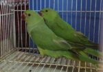 Indian Ringneck