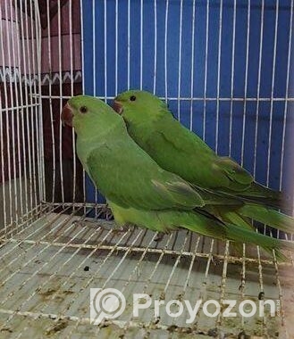 Indian Ringneck