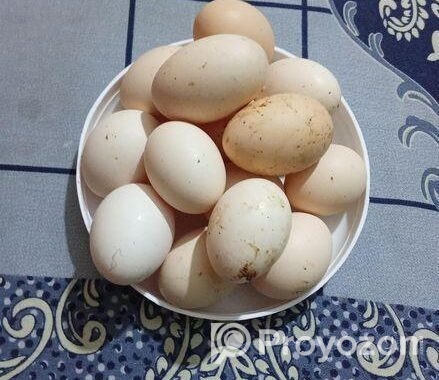 অরজিনাল ব্রাহামা মুরগী বিজ ডিম