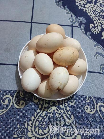 অরজিনাল ব্রাহামা মুরগী বিজ ডিম