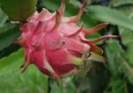 Fresh Farm Dragon Fruit – Sweet & Healthy Home Del