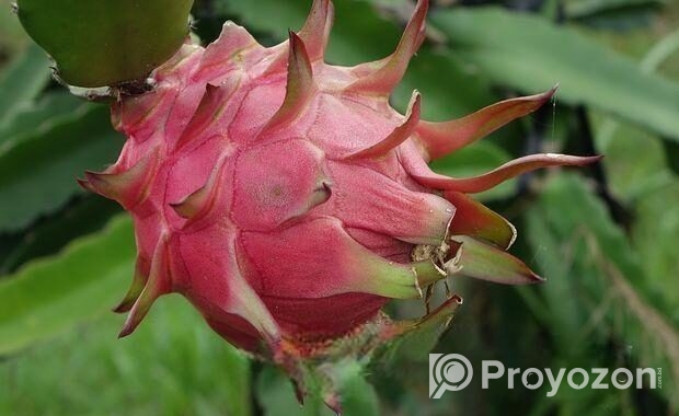 Fresh Farm Dragon Fruit – Sweet & Healthy Home Del