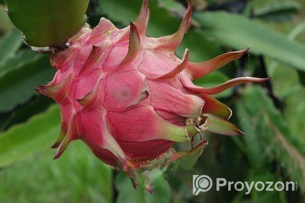 Fresh Farm Dragon Fruit – Sweet & Healthy Home Del