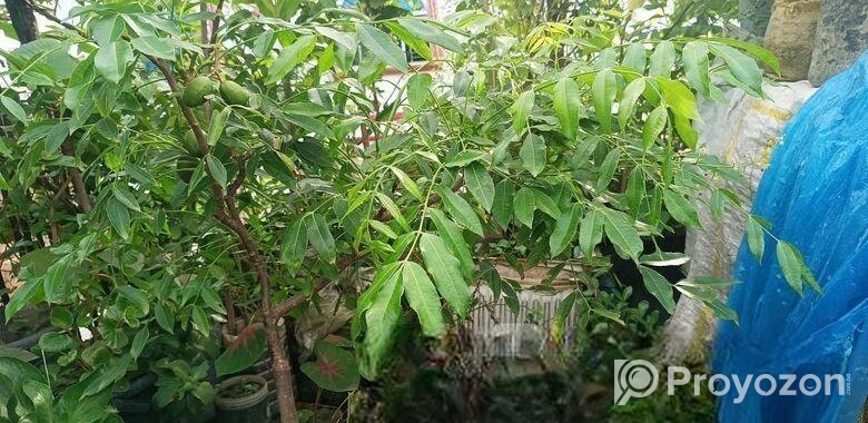 আমড়া গাছ টব সহ