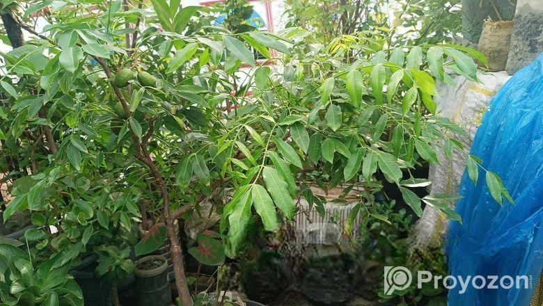 আমড়া গাছ টব সহ