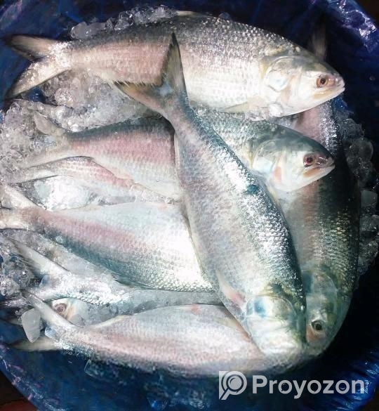 চাঁদপুরের অরিজিনাল লোকাল রুপালি ইলিশ