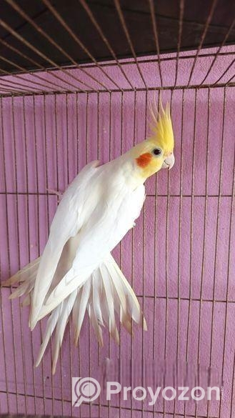 ককাটেল লুটিনো মেল