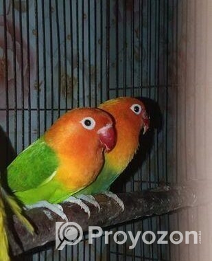Green Opaline Love Bird