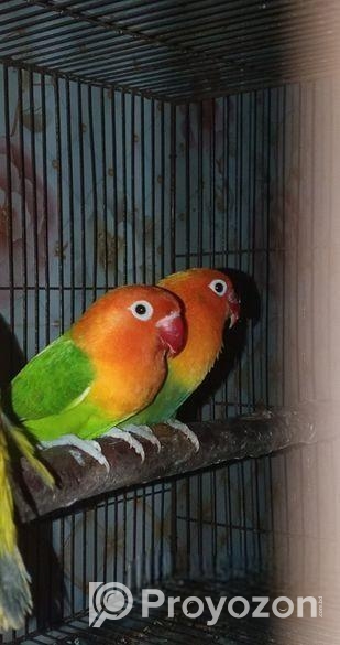 Green Opaline Love Bird