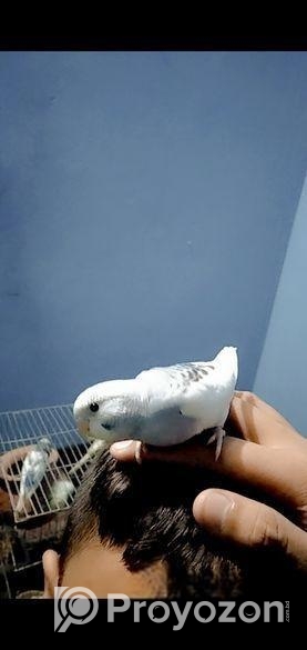 বাজরিগার পাখি