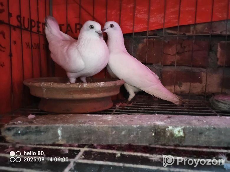 রানিং কবুতর