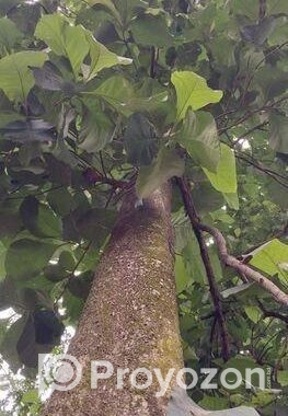 গাছ বিক্রয় হবে