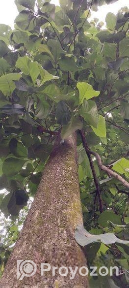 গাছ বিক্রয় হবে