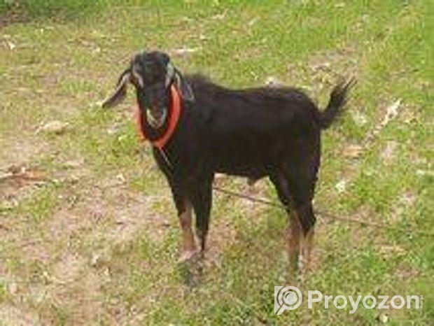 পাঠা ছাগল