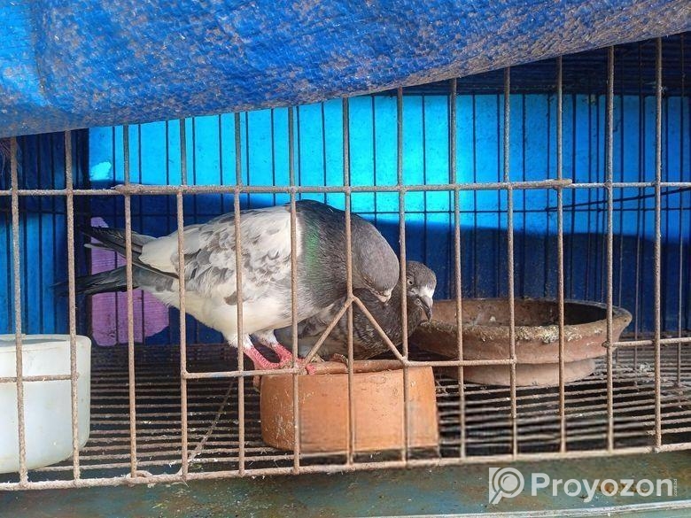 ৬ খোপের খাচাসহ ১০ টা ভালো জাতের ছাড়াছাড়ির লাইনের