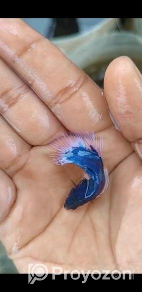 এই ফাইটার মাছগুলো খুবই ভালো হবে