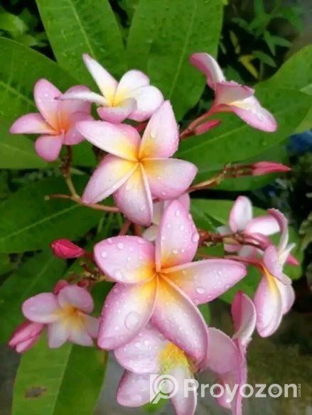 কমন পিংক কাঠগোলাপ শুধু চারা শিকর সহ