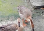 রাজা হাস বিক্রি
