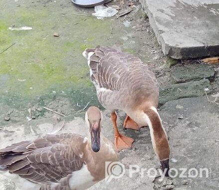 রাজা হাস বিক্রি