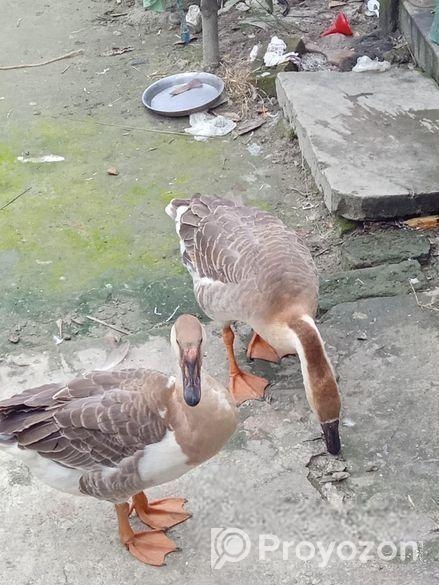 রাজা হাস বিক্রি