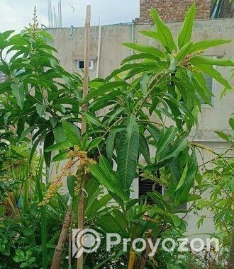 আম গাছ