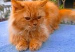 Cute Persian cat
