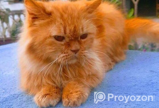 Cute Persian cat