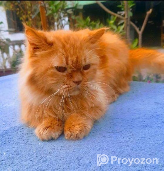 Cute Persian cat