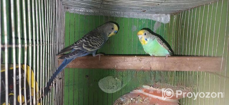 বাজরিগার বিক্রি হবে