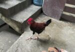 দেশি মোরগ