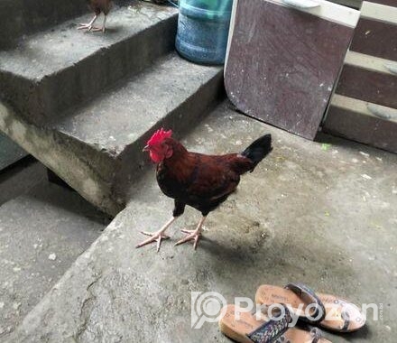 দেশি মোরগ