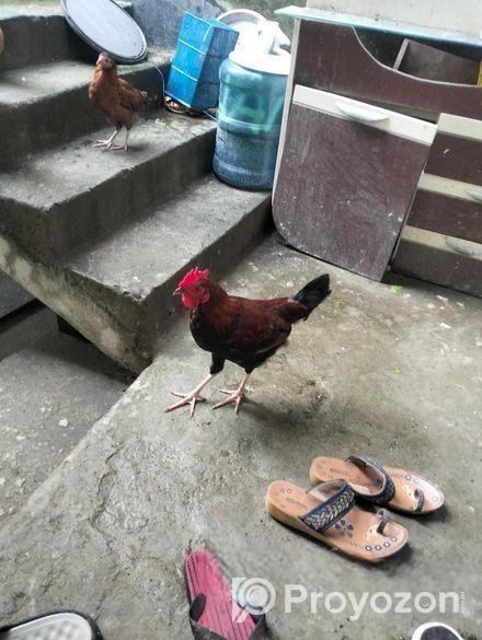 দেশি মোরগ