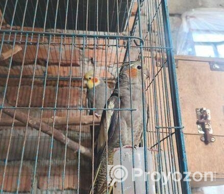 গেঁড়ে কোকাটেল পাখি