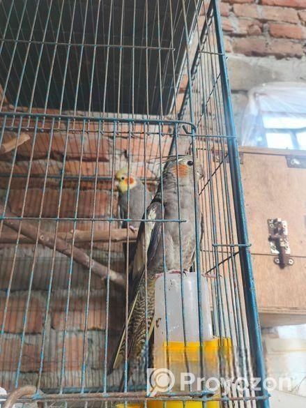 গেঁড়ে কোকাটেল পাখি