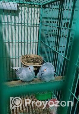 ডায়মন্ড ডাভ মাস্টার পেয়ার