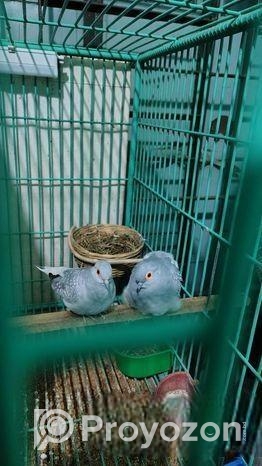 ডায়মন্ড ডাভ মাস্টার পেয়ার