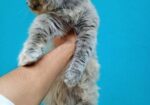 Persian Adult female for sale.