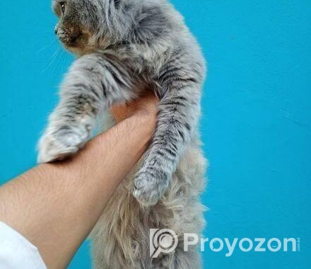 Persian Adult female for sale.