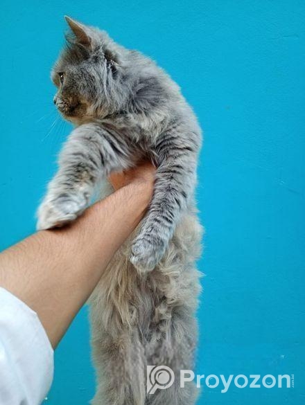 Persian Adult female for sale.