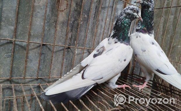 টেডি কবুতর।
