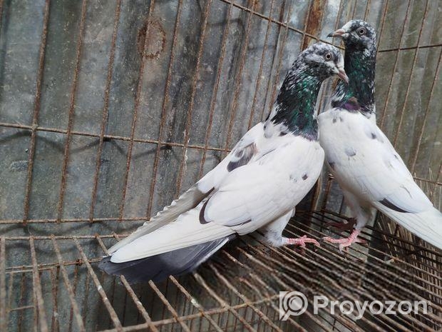 টেডি কবুতর।