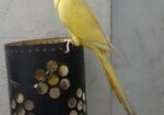 Yellow Ringneck Full Tame