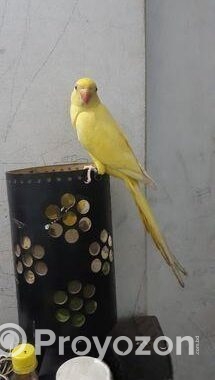 Yellow Ringneck Full Tame