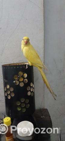 Yellow Ringneck Full Tame