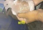 এক জোড়া কবুতর বিক্রয়