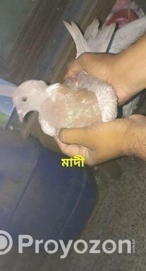 এক জোড়া কবুতর বিক্রয়
