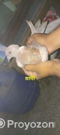 এক জোড়া কবুতর বিক্রয়