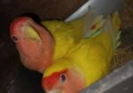 Love Birds